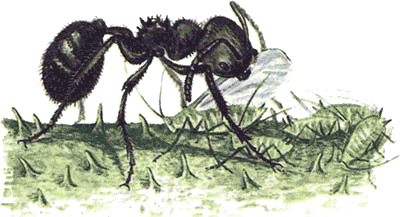 Невидимые нити природы - i_051.png