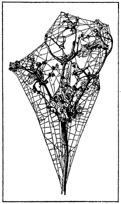 Первопоселенцы суши - i_006.png