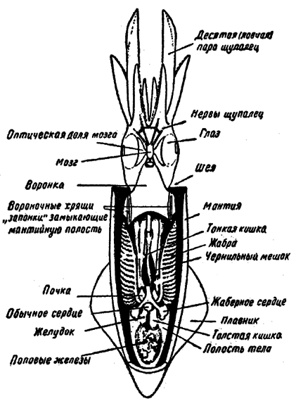 Приматы моря - i_003.png
