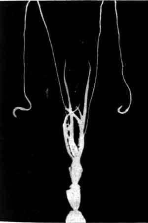 Приматы моря - i_008.jpg