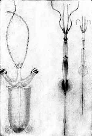 Приматы моря - i_009.jpg