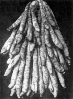 Приматы моря - i_016.jpg