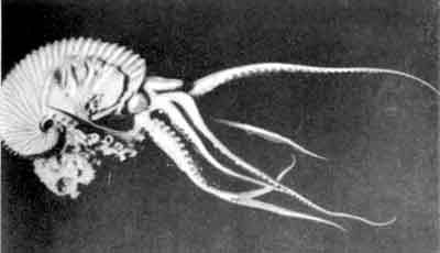 Приматы моря - i_017.jpg