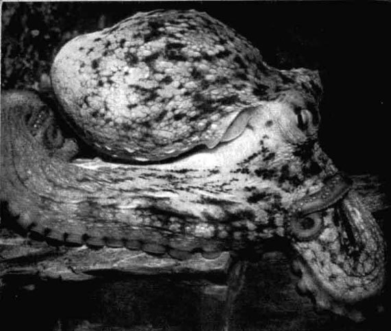 Приматы моря - i_019.jpg