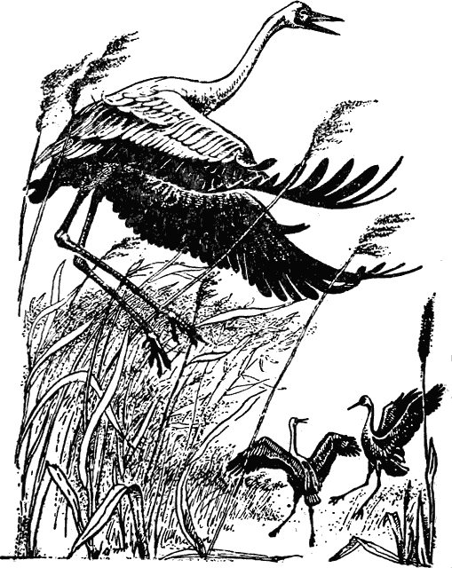 Причуды природы - i_002.png