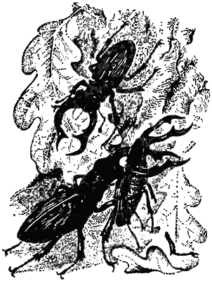 Причуды природы - i_009.png