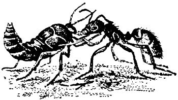 Причуды природы - i_010.png