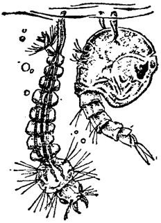 Причуды природы - i_017.png