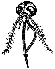 Причуды природы - i_019.png