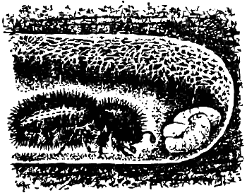 Причуды природы - i_024.png