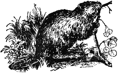 Причуды природы - i_026.png