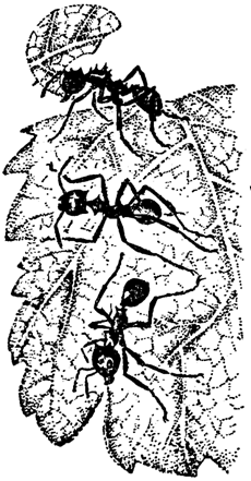 Причуды природы - i_082.png