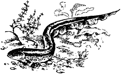 Причуды природы - i_088.png