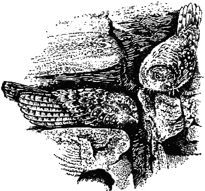 Причуды природы - i_089.png