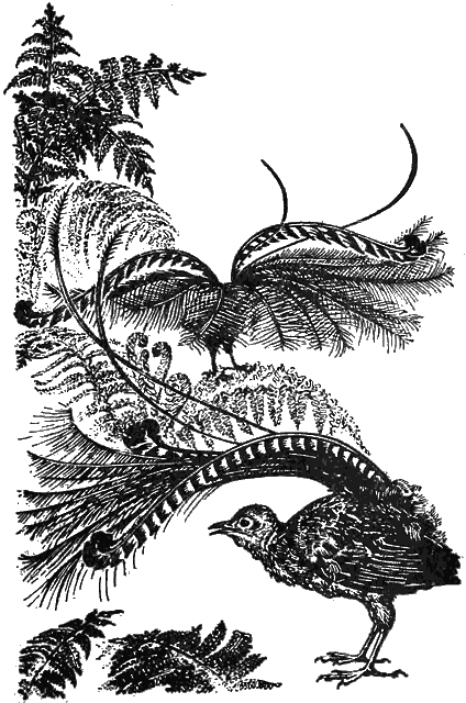 Причуды природы - i_096.png