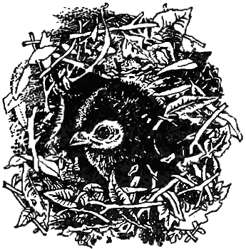 Причуды природы - i_097.png