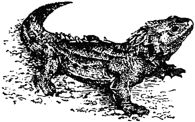 Причуды природы - i_104.png