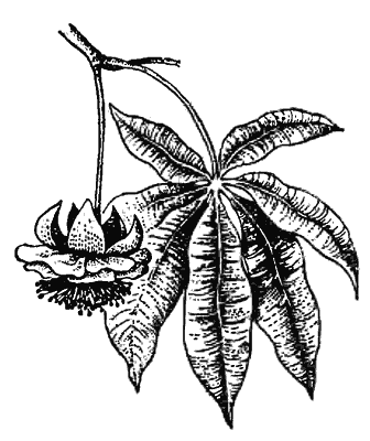 Причуды природы - i_108.png