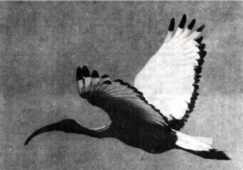 Птицы - i_101.jpg