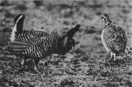 Птицы - i_220.jpg