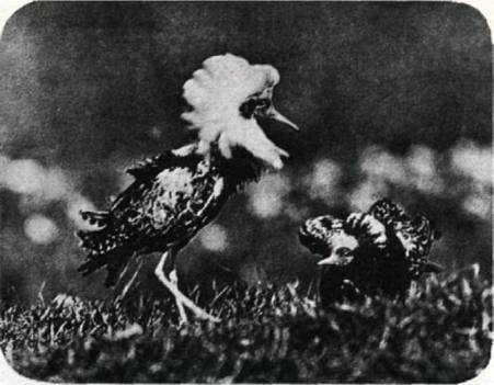 Птицы - i_287.jpg