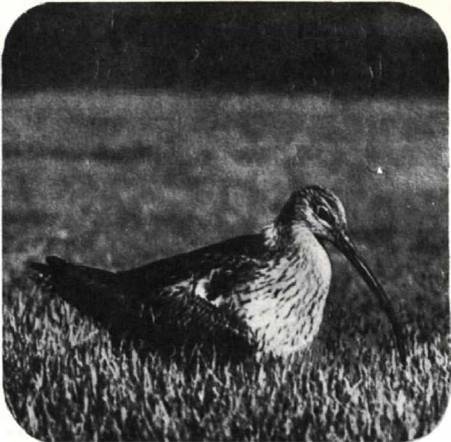 Птицы - i_288.jpg