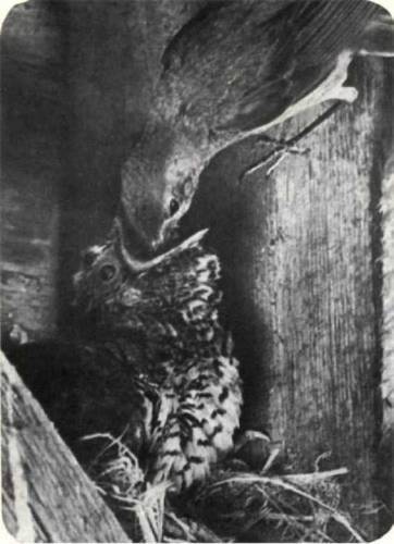 Птицы - i_327.jpg