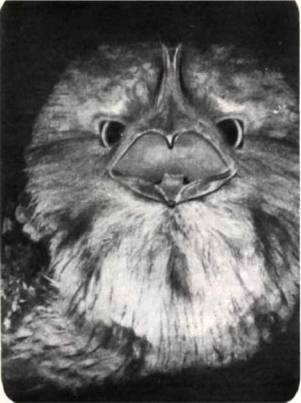 Птицы - i_333.jpg