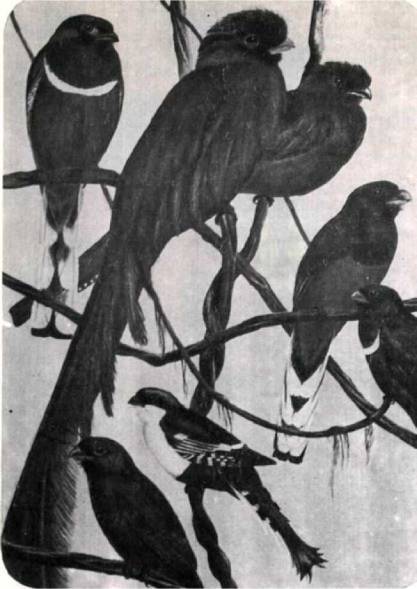 Птицы - i_374.jpg