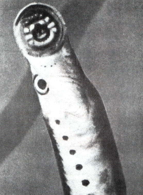 Рассказы о змеях, крокодилах, черепахах, лягушках, рыбах - i_004.jpg