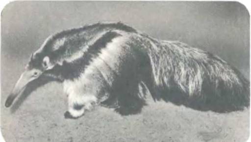 Рукокрылые, приматы, неполнозубые, панголины, зайцеобразные, грызуны, китообразные, ластоногие, трубкозубые, даманы, сирены и хоботные - i_038.jpg