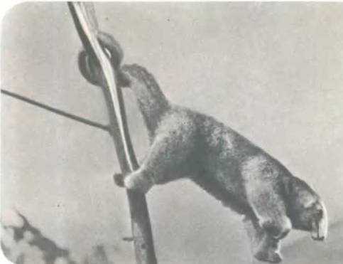 Рукокрылые, приматы, неполнозубые, панголины, зайцеобразные, грызуны, китообразные, ластоногие, трубкозубые, даманы, сирены и хоботные - i_041.jpg