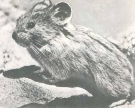 Рукокрылые, приматы, неполнозубые, панголины, зайцеобразные, грызуны, китообразные, ластоногие, трубкозубые, даманы, сирены и хоботные - i_062.jpg