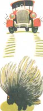 Рукокрылые, приматы, неполнозубые, панголины, зайцеобразные, грызуны, китообразные, ластоногие, трубкозубые, даманы, сирены и хоботные - i_077.jpg