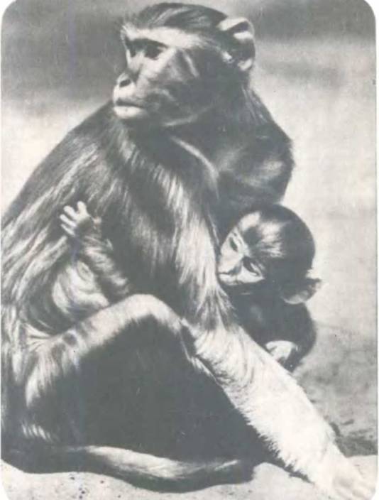 Рукокрылые, приматы, неполнозубые, панголины, зайцеобразные, грызуны, китообразные, ластоногие, трубкозубые, даманы, сирены и хоботные - i_299.jpg