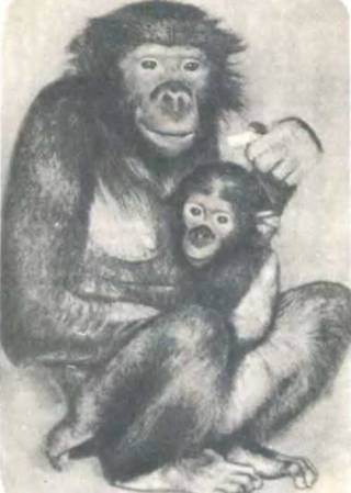 Рукокрылые, приматы, неполнозубые, панголины, зайцеобразные, грызуны, китообразные, ластоногие, трубкозубые, даманы, сирены и хоботные - i_329.jpg