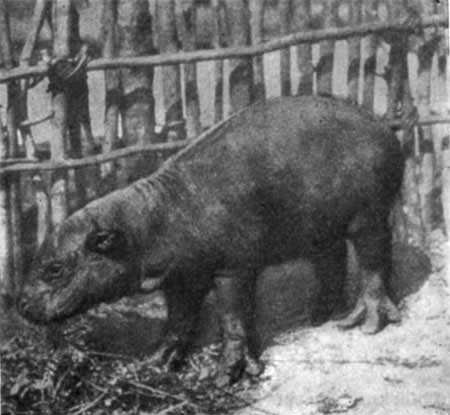 Трагедия диких животных - pic_27.jpg