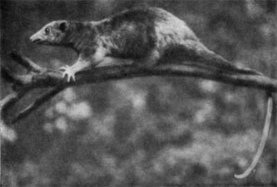 Трагедия диких животных - pic_32.jpg