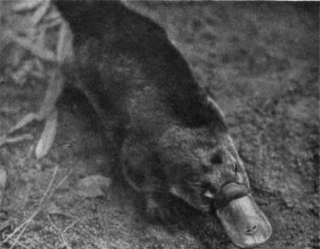 Трагедия диких животных - pic_35.jpg