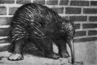 Трагедия диких животных - pic_37.jpg