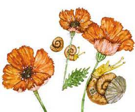 Король улиток - _2.jpg