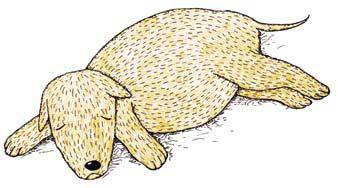 Щенок Засоня - i_003.jpg