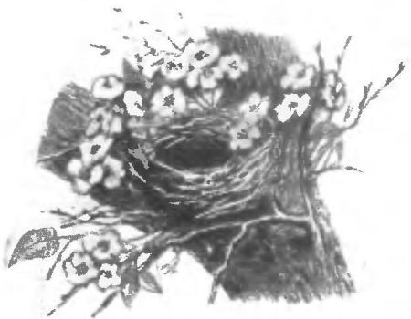 Птица-синица - i_005.jpg