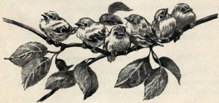 Птица-синица - i_016.jpg