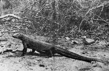 В поисках дракона - i_003.jpg