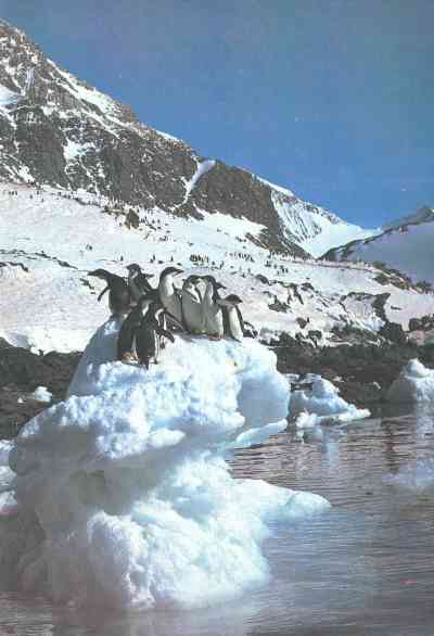 Живая планета - i_022.jpg