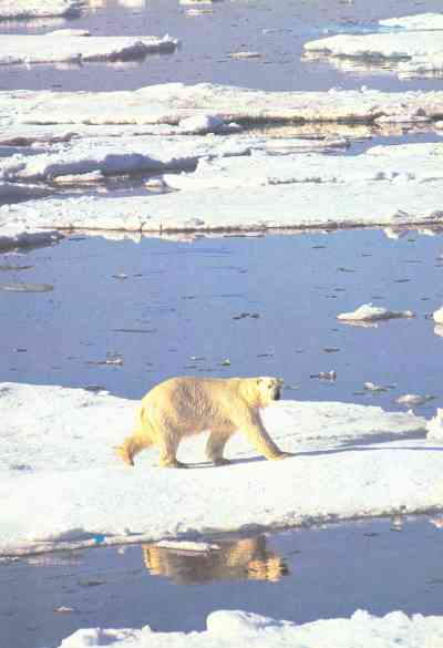 Живая планета - i_025.jpg