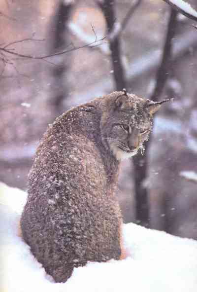 Живая планета - i_032.jpg