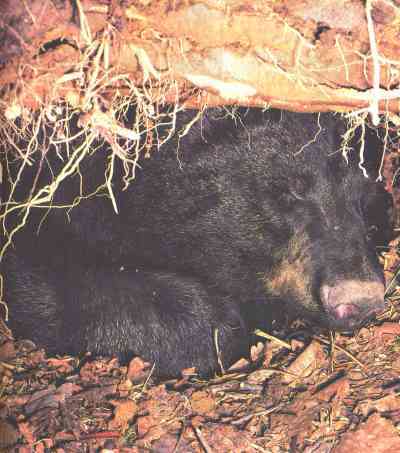 Живая планета - i_036.jpg