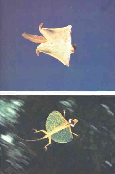 Живая планета - i_043.jpg